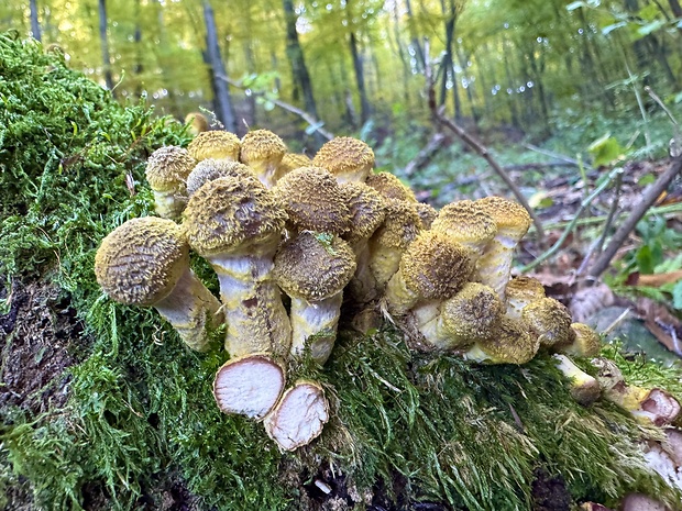 podpňovka obyčajná Armillaria mellea (Vahl) P. Kumm.