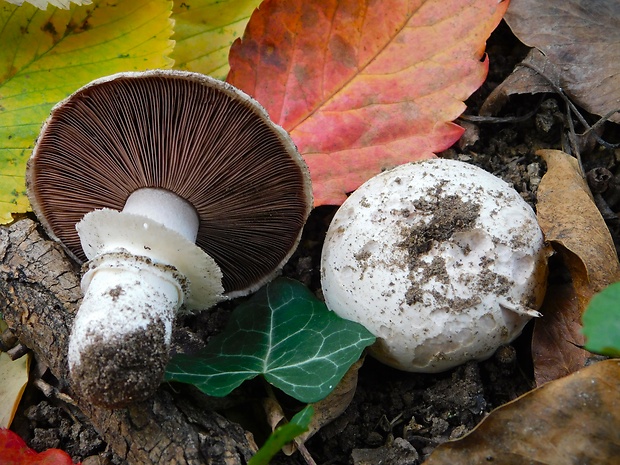 pečiarka obyčajná Agaricus bitorquis (Quél.) Sacc.