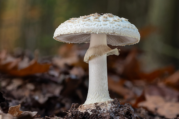 muchotrávka citrónovožltá biela Amanita citrina var. alba (Gillet) Rea