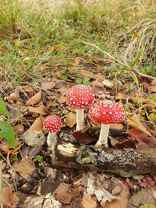 muchotrávka červená Amanita muscaria (L.) Lam.