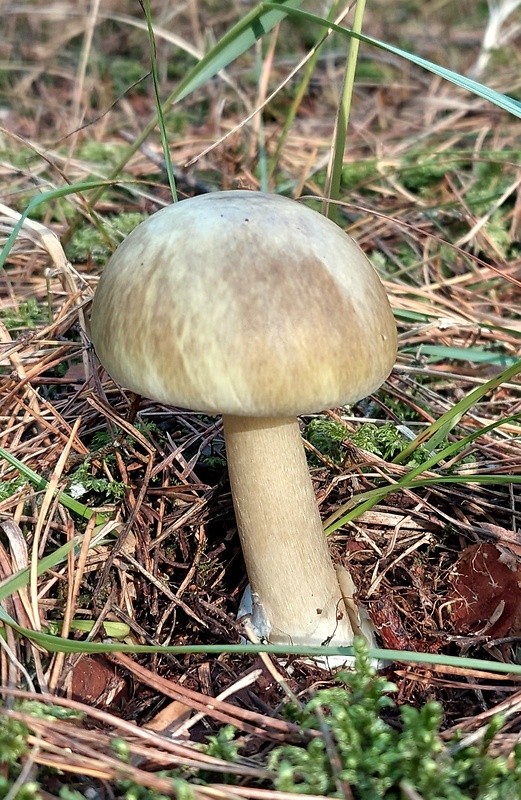 muchotrávka zelená Moravcova Amanita phalloides var. moravecii Pilát