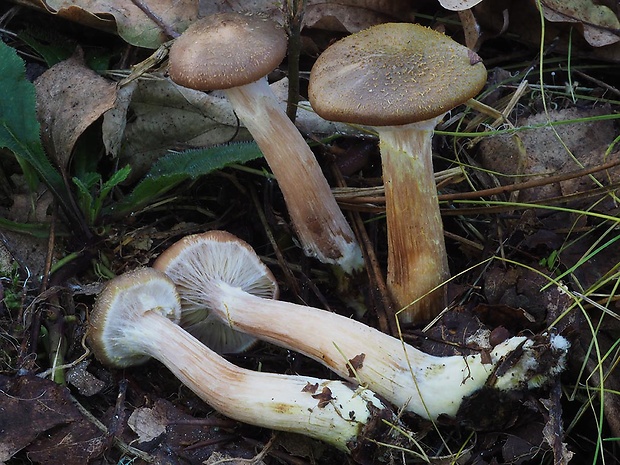 podpňovka obyčajná Armillaria mellea (Vahl) P. Kumm.