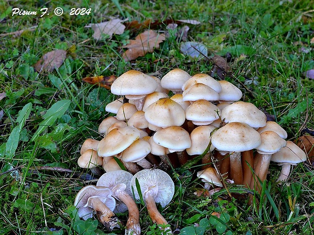 podpňovka obyčajná Armillaria mellea (Vahl) P. Kumm.