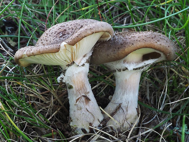 podpňovka tmavá Armillaria ostoyae (Romagn.) Herink