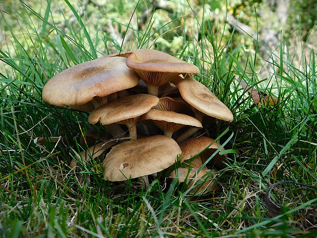 podpňovka bezprsteňová Armillaria socialis (DC.) Fayod