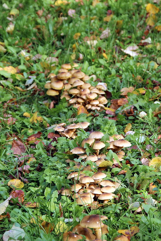 podpňovka Armillaria sp.