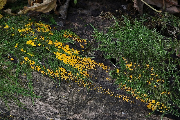 okrasník Bisporella sp.