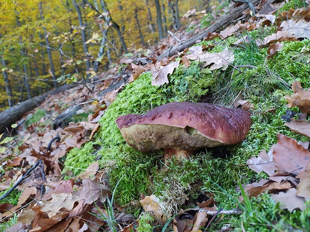 hríb sosnový Boletus Pinophillus