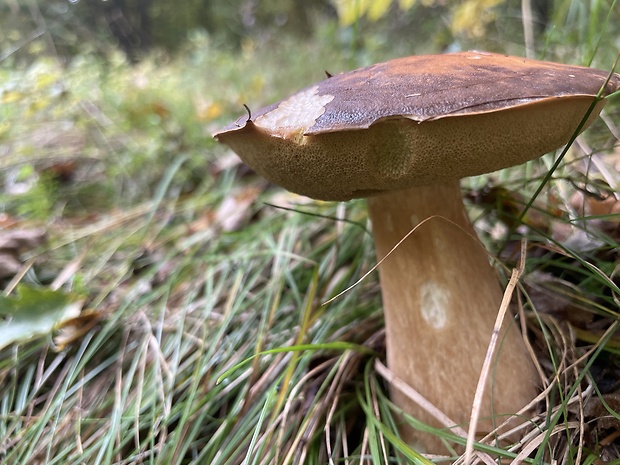 hríb bronzový Boletus aereus Bull. ex Fr.