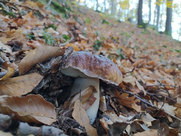 hríb smrekový Boletus edulis Bull.