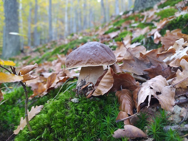 hríb smrekový Boletus edulis Bull.