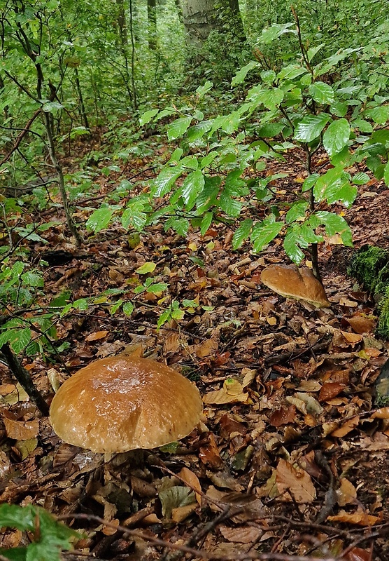 hríb smrekový Boletus edulis Bull.