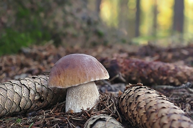 hríb smrekový Boletus edulis Bull.