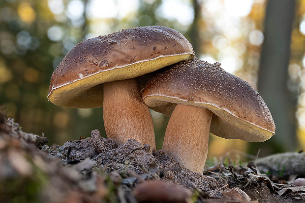 hríb smrekový Boletus edulis Bull.