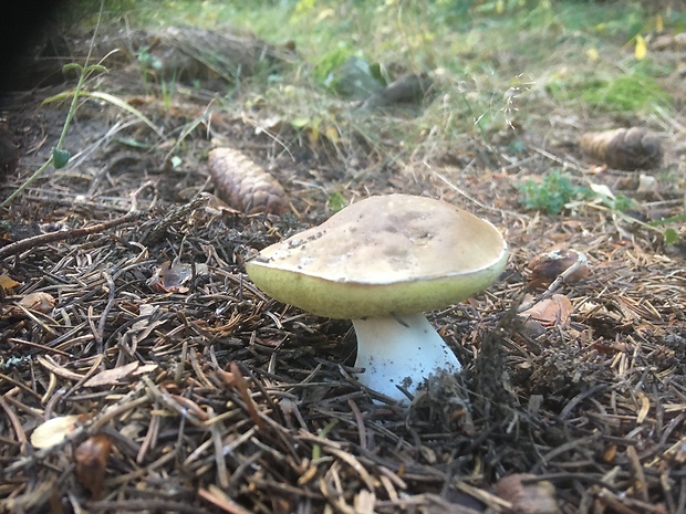 hríb smrekový Boletus edulis Bull.