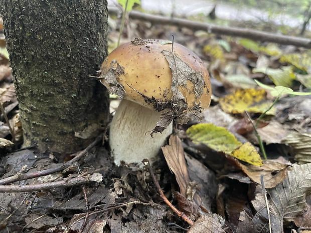 hríb smrekový Boletus edulis Bull.