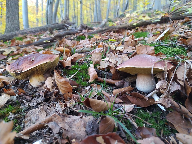 hríb sosnový Boletus pinophilus Pil. et Dermek in Pil.