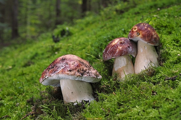 hríb sosnový Boletus pinophilus Pil. et Dermek in Pil.