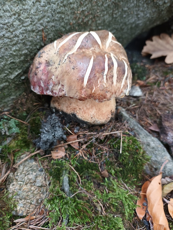 hríb sosnový Boletus pinophilus Pil. et Dermek in Pil.