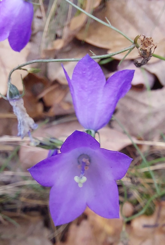 zvonček okrúhlolistý Campanula rotundifolia L.