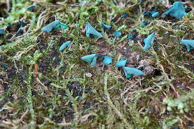 zelenica Chlorociboria sp.