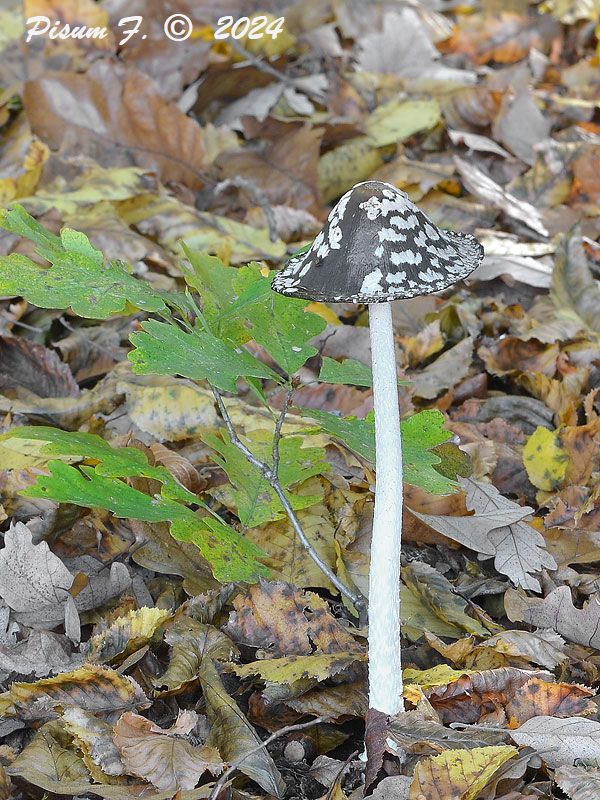 hnojník strakatý Coprinopsis picacea (Bull.) Redhead, Vilgalys & Moncalvo