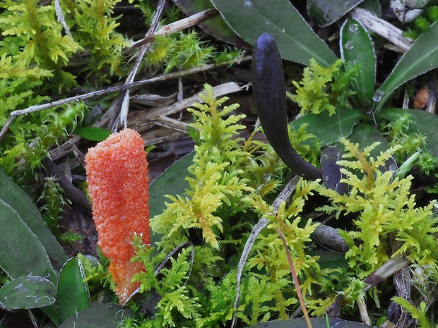 žezlovka hmyzová Cordyceps militaris (Fr.) Link