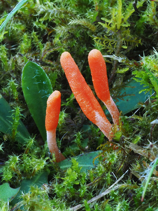 žezlovka hmyzová Cordyceps militaris (Fr.) Link