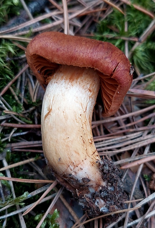 pavučinovec plyšový Cortinarius orellanus Fr.