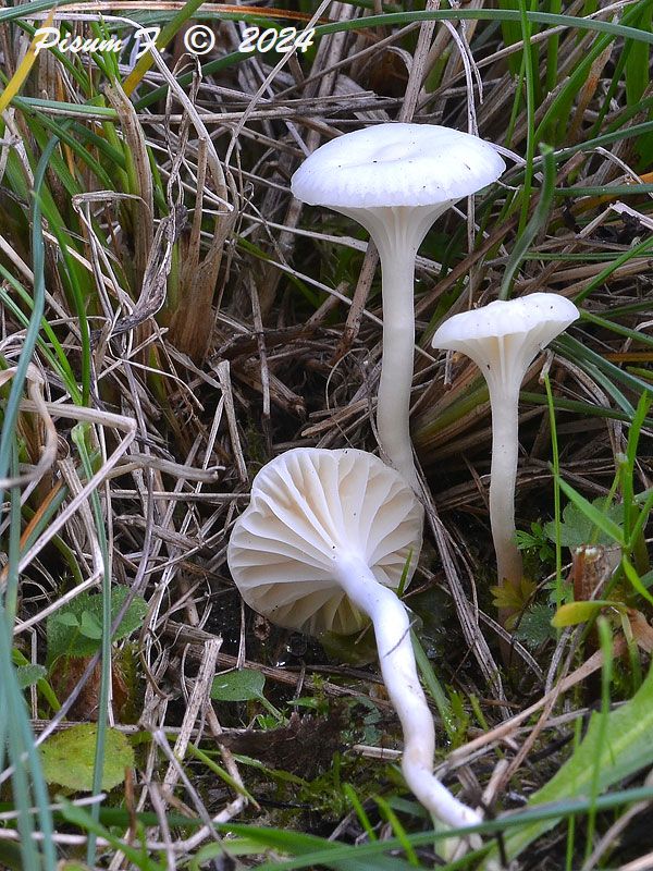 lúčnica snehobiela Cuphophyllus virgineus (Wulfen) Kovalenko