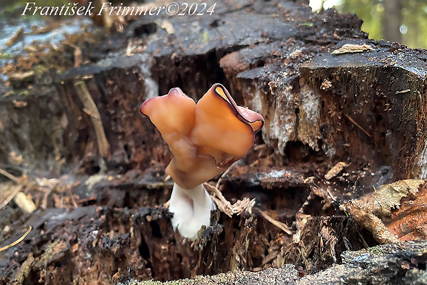 ušiak mitrovitý Gyromitra infula (Schaeff.) Quél.