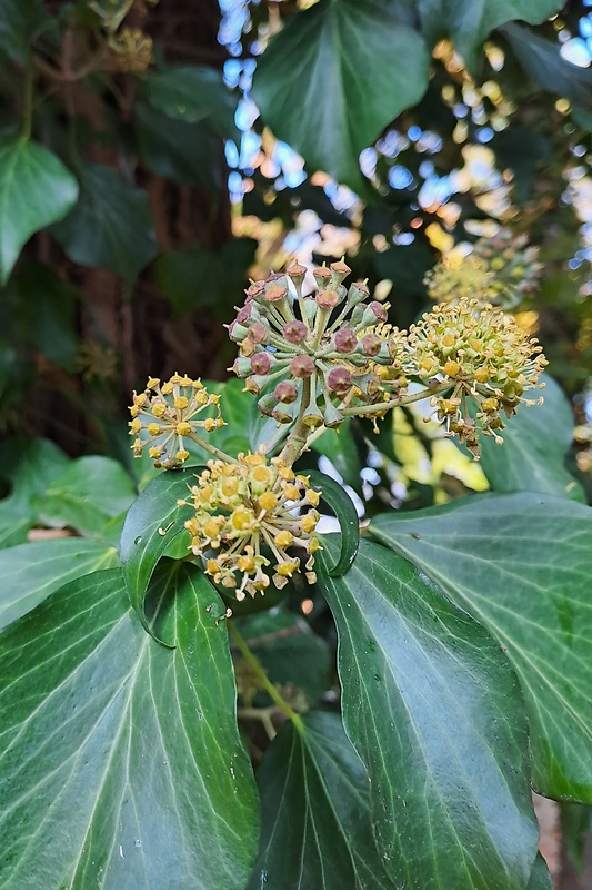 brečtan popínavý Hedera helix L.