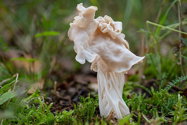 chriapač kučeravý Helvella crispa (Scop.) Fr.