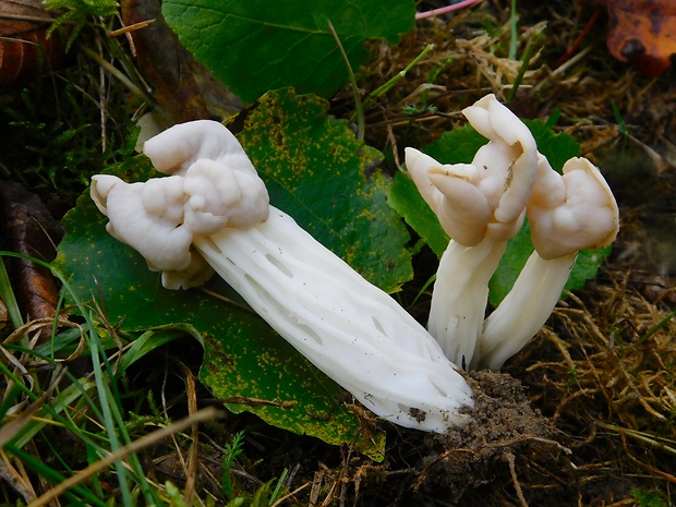 chriapač kučeravý Helvella crispa (Scop.) Fr.