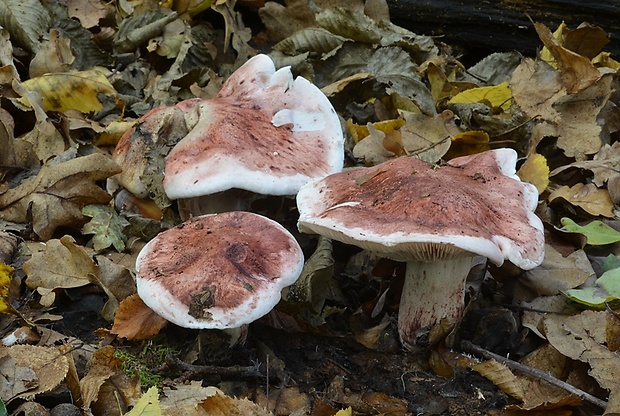 šťavnačka plávkovitá Hygrophorus russula (Schaeff.) Kauffman