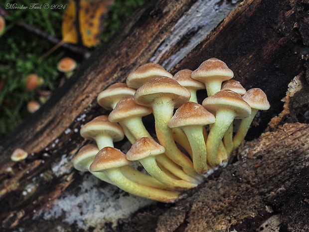 strapcovka zväzkovitá Hypholoma fasciculare (Huds.) P. Kumm.