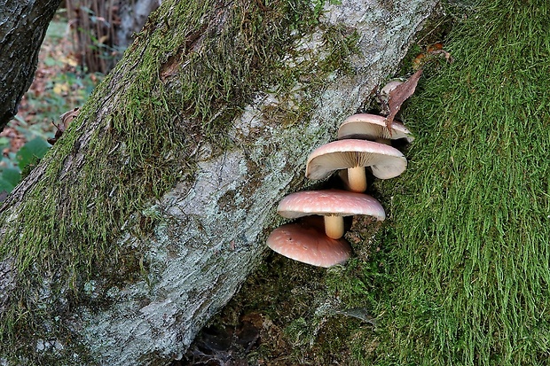 strapcovka tehlovočervená Hypholoma lateritium (Schaeff.) P. Kumm.