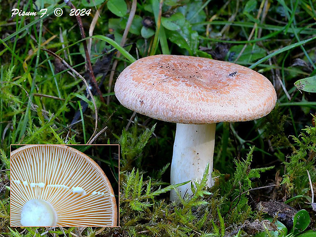 rýdzik žltomliečny Lactarius chrysorrheus Fr.