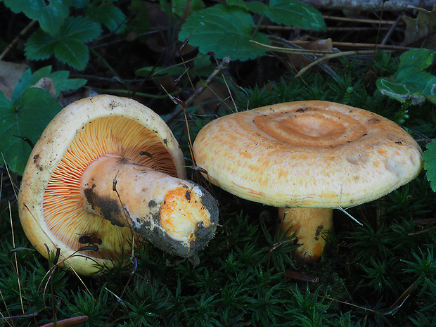 rýdzik jedľový Lactarius salmonicolor R. Heim & Leclair