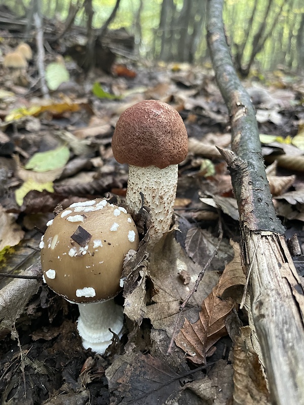 kozák dubový Leccinum aurantiacum (Bull.) Gray