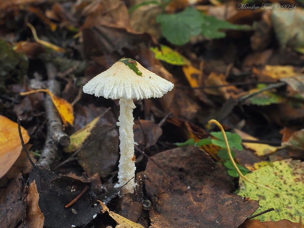 bedlička vlnatá Lepiota clypeolaria (Bull.) P. Kumm.