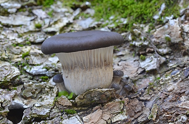 hliva ustricovitá Pleurotus ostreatus (Jacq.) P. Kumm.