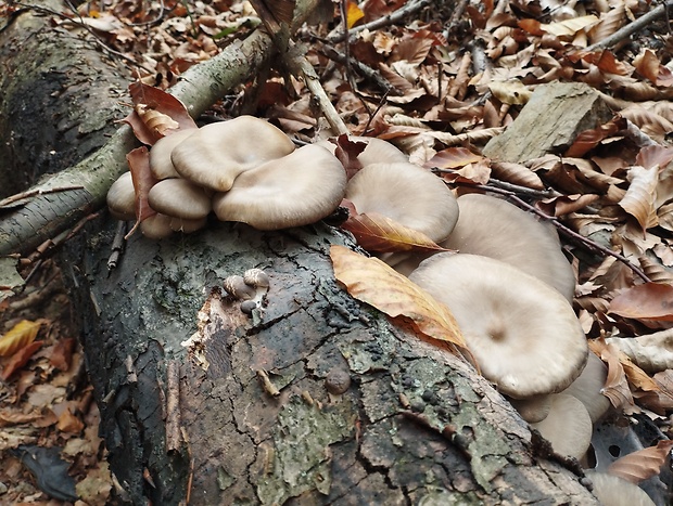 hliva ustricovitá Pleurotus ostreatus (Jacq.) P. Kumm.