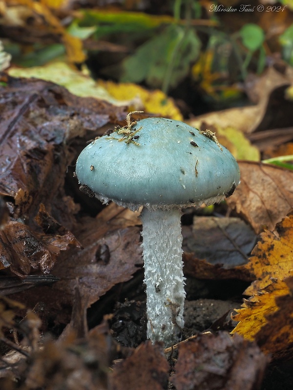 golierovka zelenomodrá Stropharia caerulea Kreisel