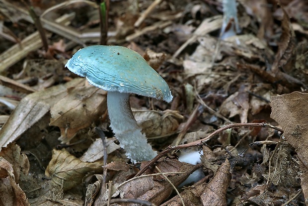 golierovka zelenomodrá Stropharia caerulea Kreisel