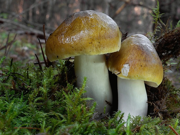 čírovka zelenohnedastá Tricholoma sejunctum (Sowerby) Quél.