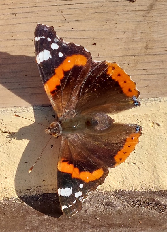 babôčka admirál Vanessa atalanta