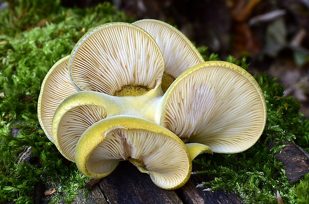 pňovka neskorá Sarcomyxa serotina (Pers.) P. Karst.