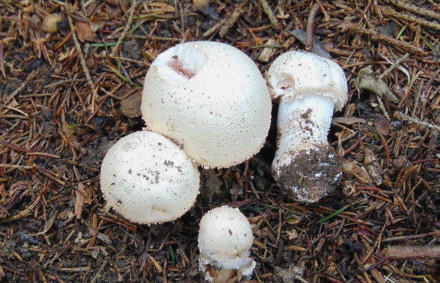 pečiarka šupinkatá Agaricus squamulifer (F.H. Møller) Pilát