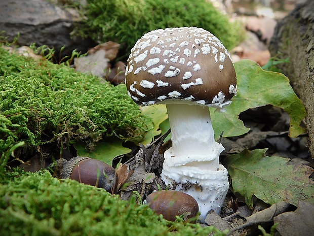 muchotrávka tigrovaná Amanita pantherina (DC.) Krombh.